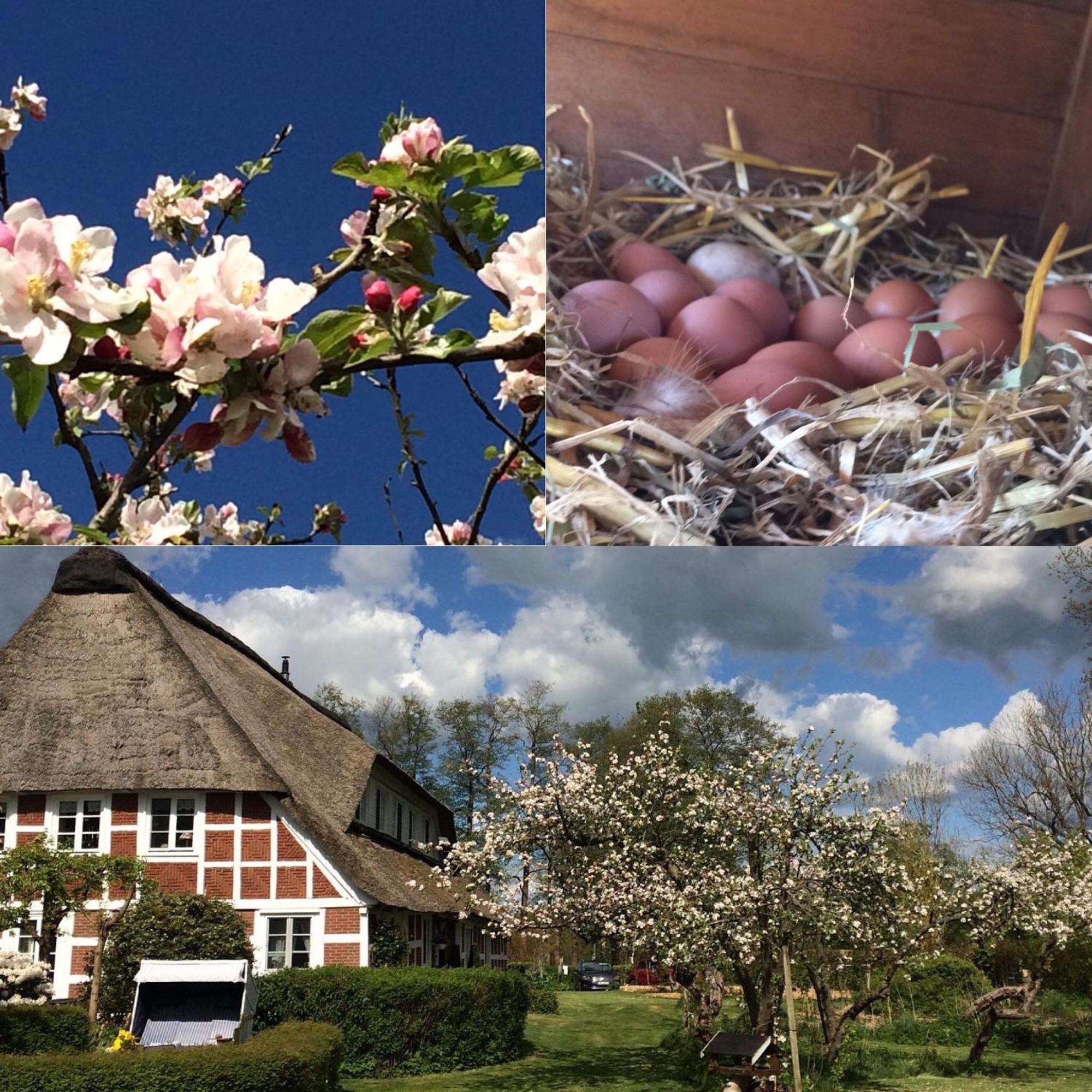 Altes Landhaus Oste, Klavier Appartement, 2 Zimmer Mit Kamin Hemmoor Buitenkant foto